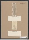 Navicula separabilis A.Schm. (de-Toni-Nr.: Genus 1, Species 261) Zeichnungen Sammlung Grunow Nr. 599 (NHMW-BOT-W0366959)